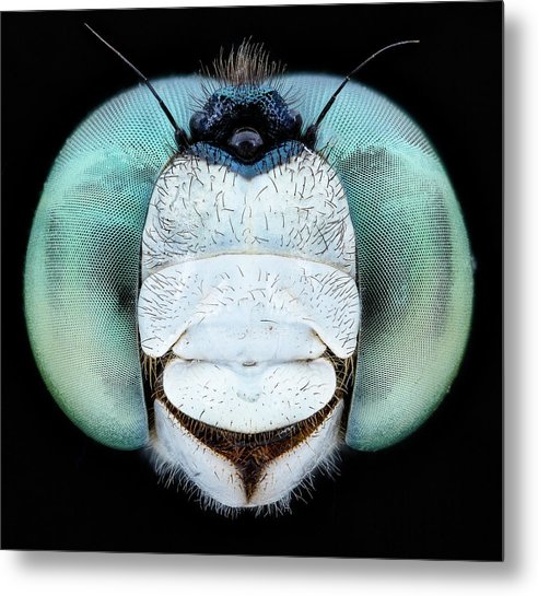 Dragon Fly Teal Eyes / Art Photo - Metal Print