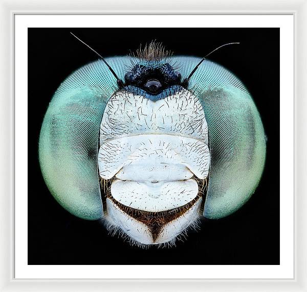 Dragon Fly Teal Eyes / Art Photo - Framed Print