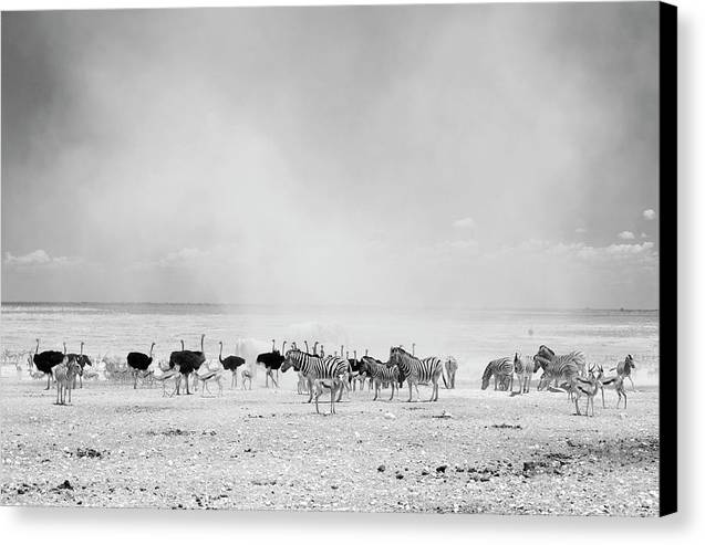 Dust Cloud, Namibia / Art Photo - Canvas Print