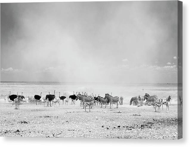 Dust Cloud, Namibia / Art Photo - Canvas Print