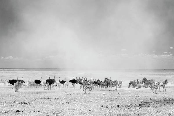 Dust Cloud, Namibia / Art Photo - Art Print