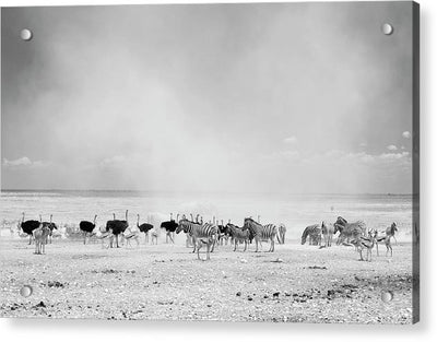 Dust Cloud, Namibia / Art Photo - Acrylic Print