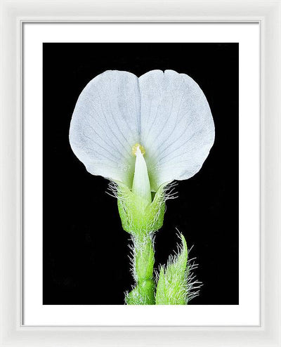 Edamame Soybean Blossoms / Art Photo - Framed Print