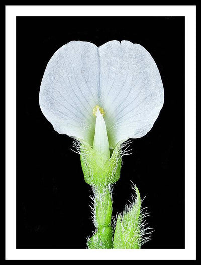 Edamame Soybean Blossoms / Art Photo - Framed Print