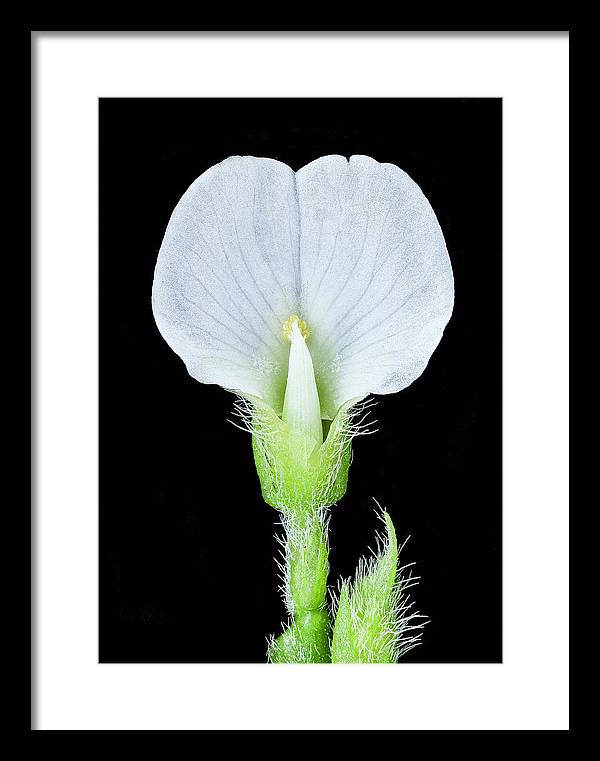 Edamame Soybean Blossoms / Art Photo - Framed Print