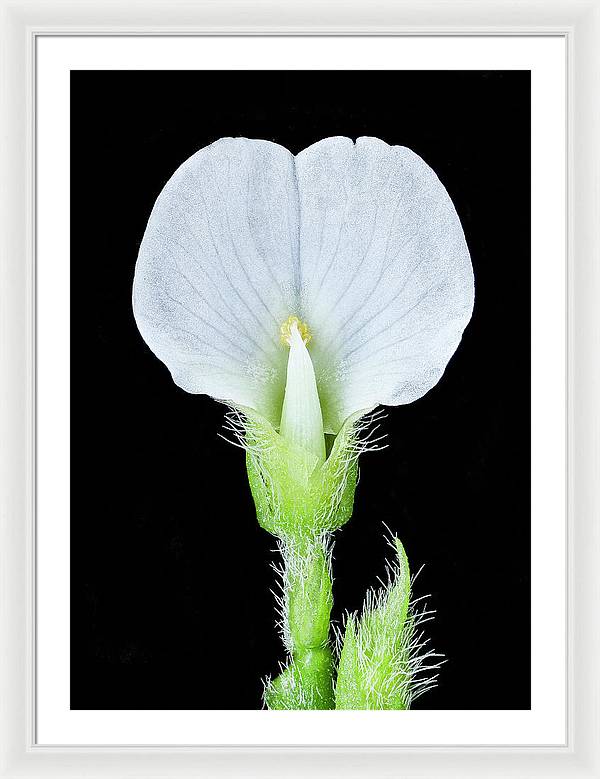 Edamame Soybean Blossoms / Art Photo - Framed Print