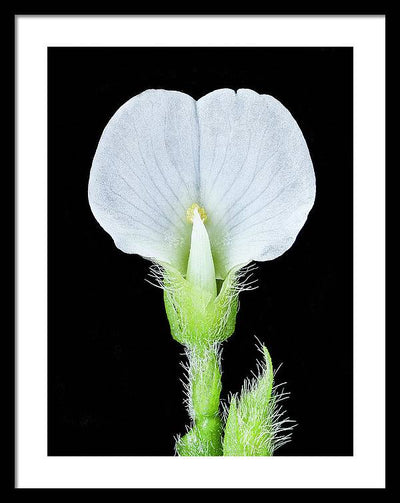 Edamame Soybean Blossoms / Art Photo - Framed Print