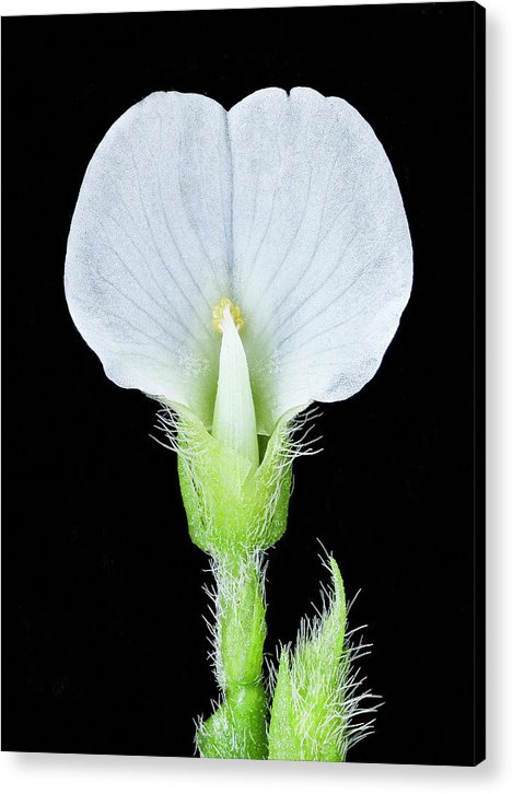 Edamame Soybean Blossoms / Art Photo - Acrylic Print