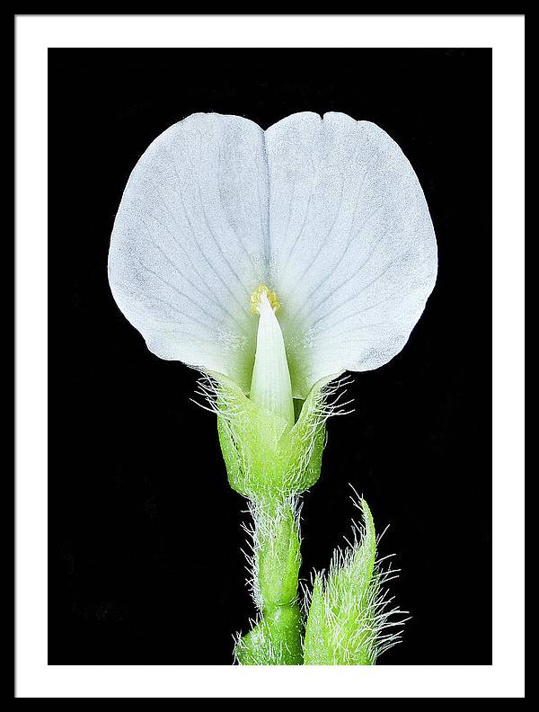 Edamame Soybean Blossoms / Art Photo - Framed Print