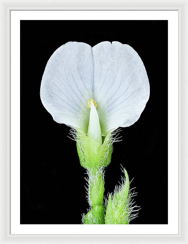 Edamame Soybean Blossoms / Art Photo - Framed Print