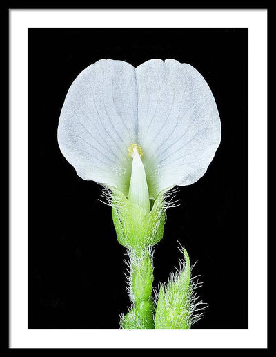 Edamame Soybean Blossoms / Art Photo - Framed Print