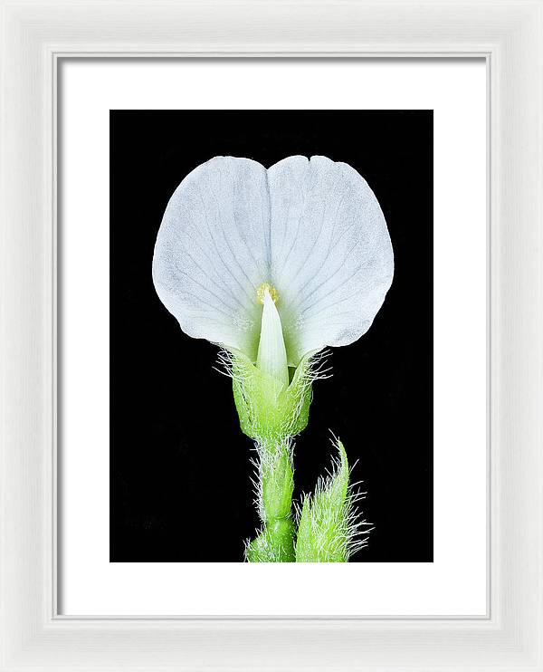 Edamame Soybean Blossoms / Art Photo - Framed Print