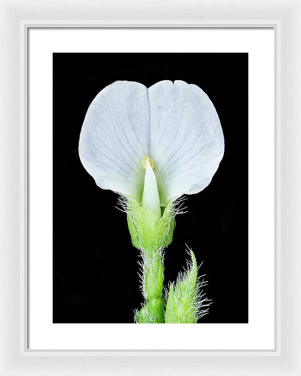 Edamame Soybean Blossoms / Art Photo - Framed Print