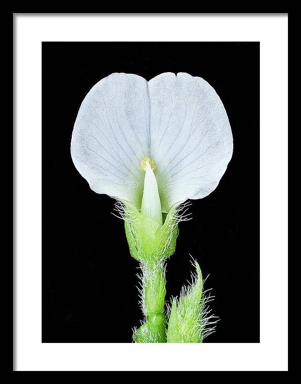 Edamame Soybean Blossoms / Art Photo - Framed Print