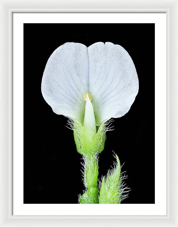 Edamame Soybean Blossoms / Art Photo - Framed Print