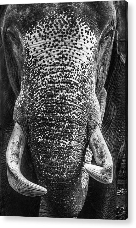 Elephant, Bangladesh / Art Photo - Acrylic Print