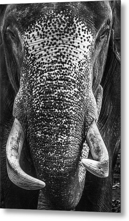 Elephant, Bangladesh / Art Photo - Metal Print