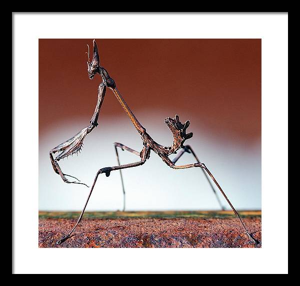 Empusa Fasciata, Mantis / Art Photo - Framed Print