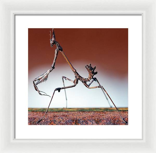 Empusa Fasciata, Mantis / Art Photo - Framed Print