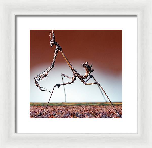 Empusa Fasciata, Mantis / Art Photo - Framed Print