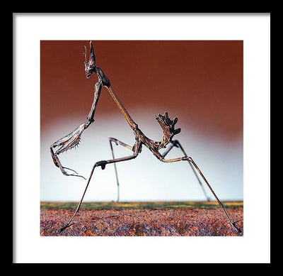 Empusa Fasciata, Mantis / Art Photo - Framed Print