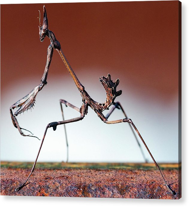 Empusa Fasciata, Mantis / Art Photo - Acrylic Print