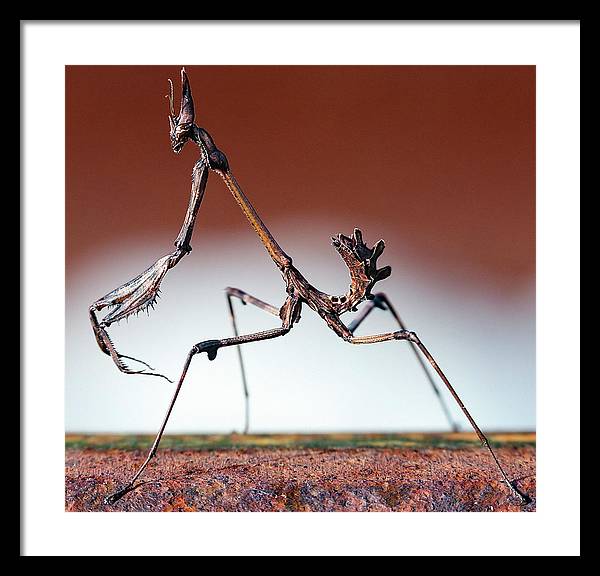 Empusa Fasciata, Mantis / Art Photo - Framed Print