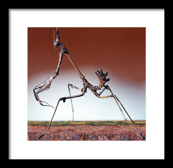 Empusa Fasciata, Mantis / Art Photo - Framed Print