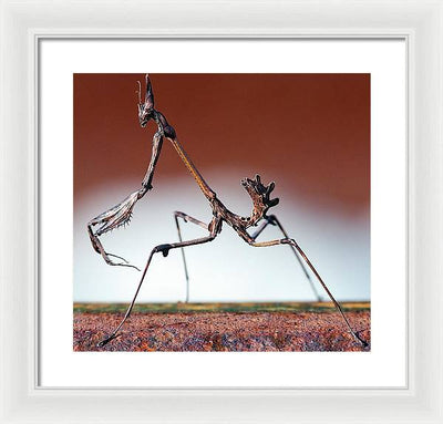 Empusa Fasciata, Mantis / Art Photo - Framed Print