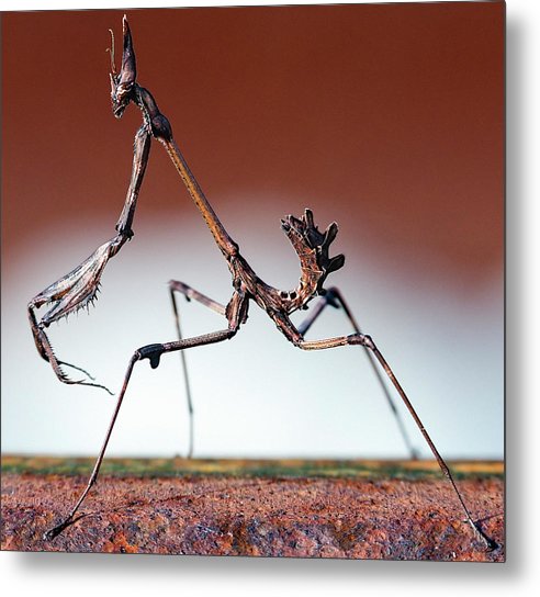 Empusa Fasciata, Mantis / Art Photo - Metal Print