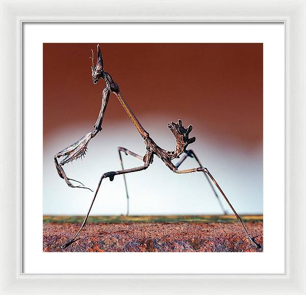 Empusa Fasciata, Mantis / Art Photo - Framed Print