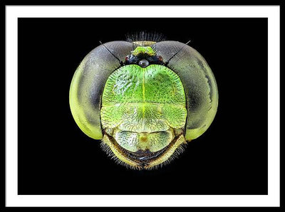 Erythemis Simplicicolis / Art Photo - Framed Print