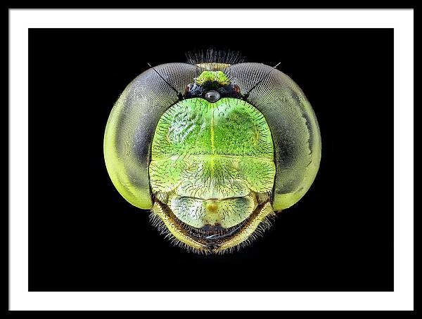 Erythemis Simplicicolis / Art Photo - Framed Print