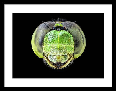 Erythemis Simplicicolis / Art Photo - Framed Print