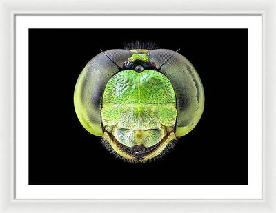 Erythemis Simplicicolis / Art Photo - Framed Print