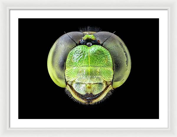 Erythemis Simplicicolis / Art Photo - Framed Print