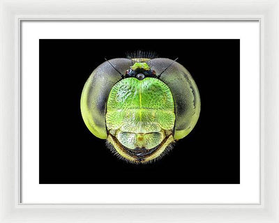 Erythemis Simplicicolis / Art Photo - Framed Print