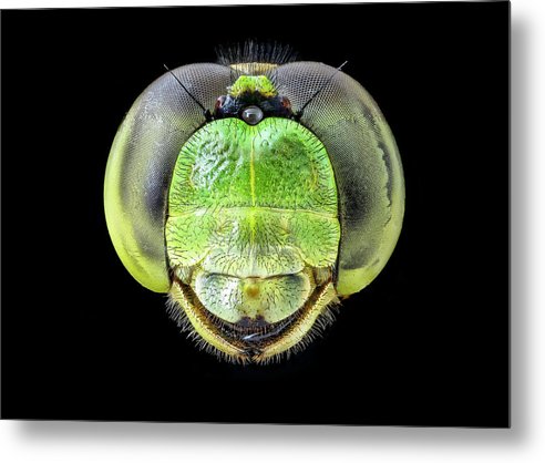 Erythemis Simplicicolis / Art Photo - Metal Print