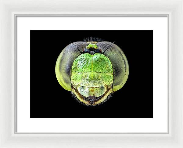 Erythemis Simplicicolis / Art Photo - Framed Print