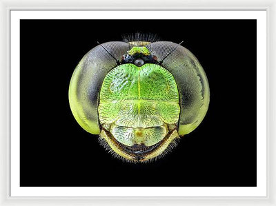 Erythemis Simplicicolis / Art Photo - Framed Print