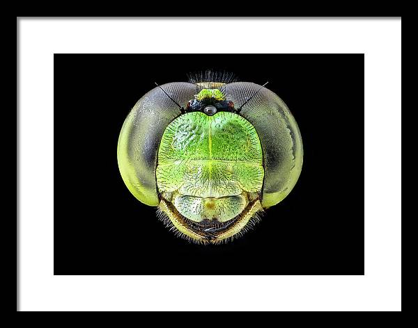 Erythemis Simplicicolis / Art Photo - Framed Print