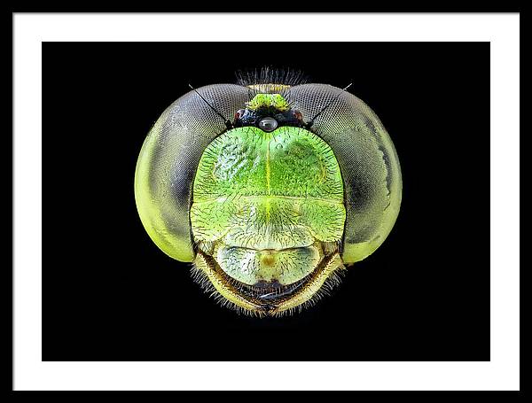 Erythemis Simplicicolis / Art Photo - Framed Print