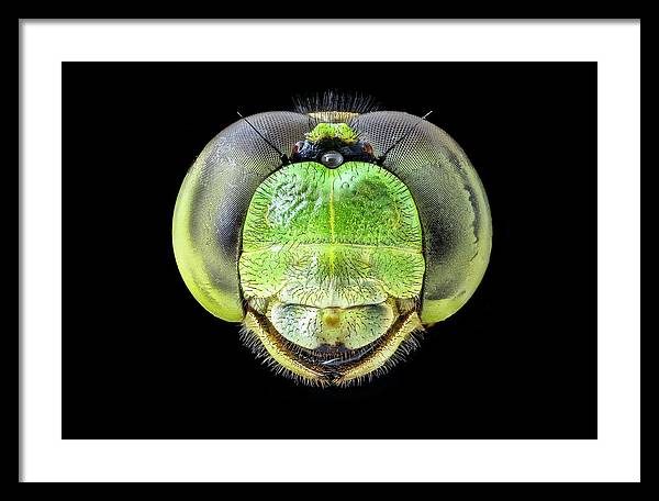 Erythemis Simplicicolis / Art Photo - Framed Print