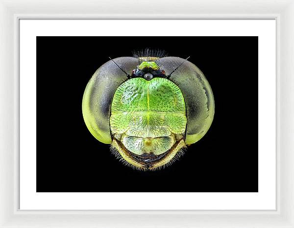 Erythemis Simplicicolis / Art Photo - Framed Print