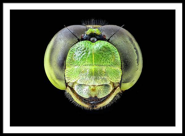 Erythemis Simplicicolis / Art Photo - Framed Print