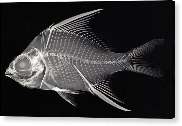 Eugerres plumieri, X-ray image / Art Photo - Acrylic Print