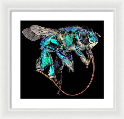 Euglossa Imperialis / Art Photo - Framed Print