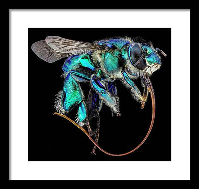 Euglossa Imperialis / Art Photo - Framed Print