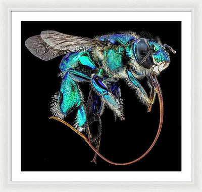 Euglossa Imperialis / Art Photo - Framed Print