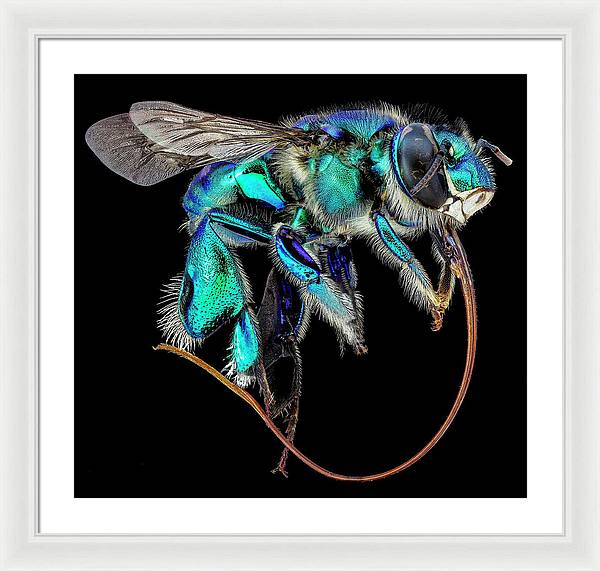 Euglossa Imperialis / Art Photo - Framed Print